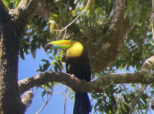 Souvenir du voyage de Pierre, Costa Rica