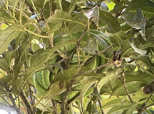 Souvenir du voyage de Pierre, Costa Rica