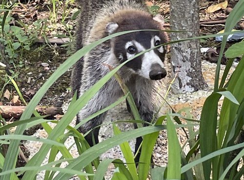 Souvenir du voyage de Pierre, Costa Rica