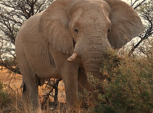 Souvenir du voyage de Fanny, Namibie