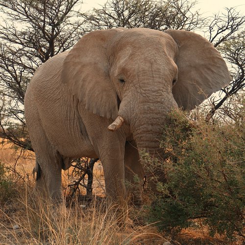 Souvenir du voyage de Fanny, Namibie