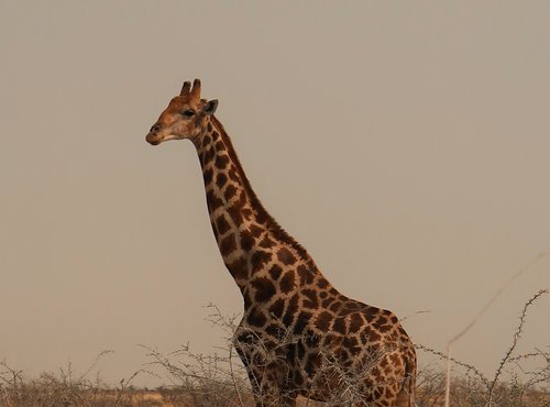 Souvenir du voyage de Fanny, Namibie