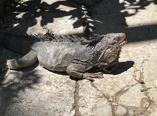 Souvenir du voyage de Pierre, Costa Rica
