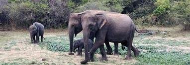 Souvenir du voyage de Jacques, Sri Lanka