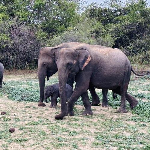 Souvenir du voyage de Jacques, Sri Lanka
