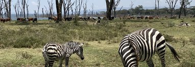 Souvenir du voyage de Corinne, Kenya
