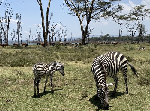 Souvenir du voyage de Corinne, Kenya