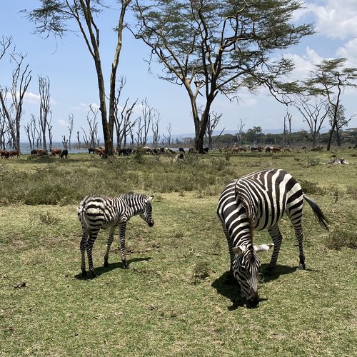 Souvenir du voyage de Corinne, Kenya