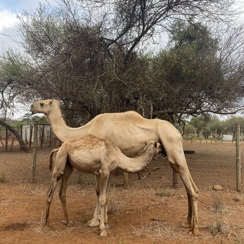 Souvenir du voyage de Corinne, Kenya