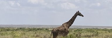 Souvenir du voyage de Corinne, Kenya