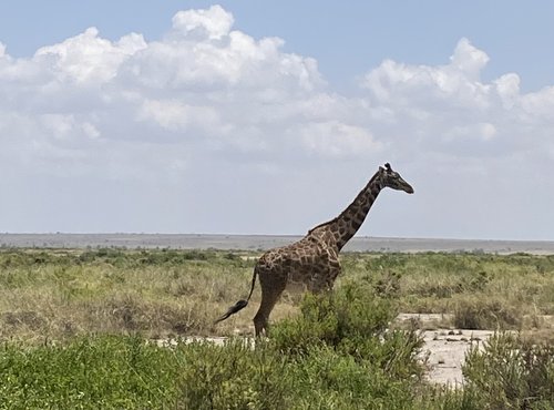 Souvenir du voyage de Corinne, Kenya