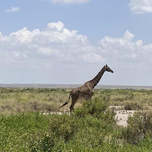 Souvenir du voyage de Corinne, Kenya