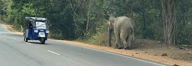 Souvenir du voyage de Jacques, Sri Lanka