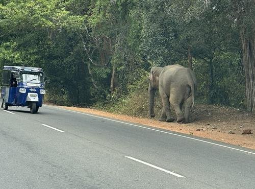 Souvenir du voyage de Jacques, Sri Lanka