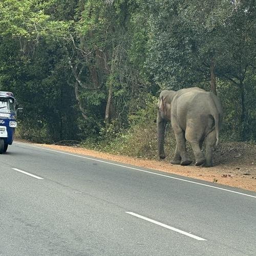 Souvenir du voyage de Jacques, Sri Lanka