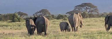 Souvenir du voyage de Michèle, Kenya