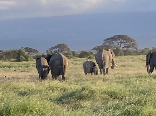 Souvenir du voyage de Michèle, Kenya