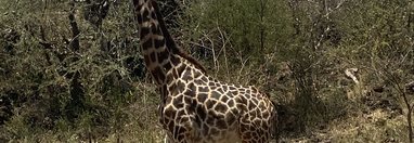 Souvenir du voyage de Corinne, Kenya