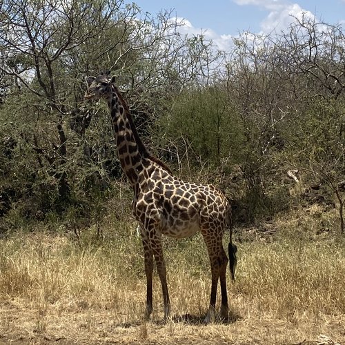 Souvenir du voyage de Corinne, Kenya