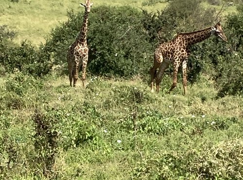 Souvenir du voyage de Michèle, Kenya