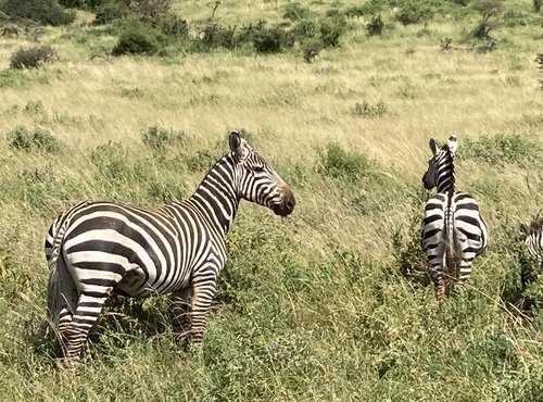 Souvenir du voyage de Michèle, Kenya