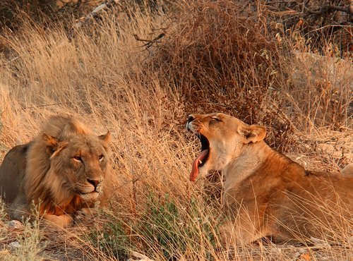 Souvenir du voyage de Fanny, Namibie