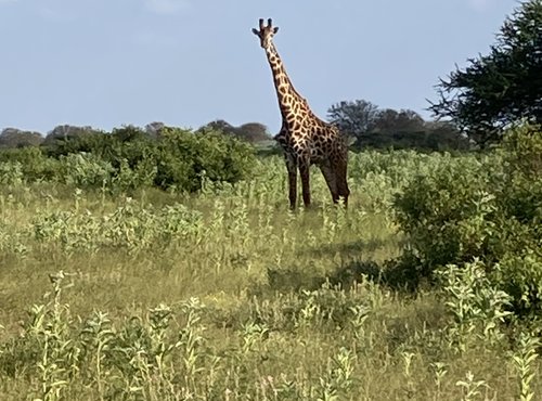 Souvenir du voyage de Michèle, Kenya