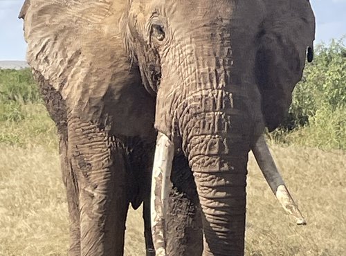 Souvenir du voyage de Michèle, Kenya