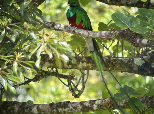 Souvenir du voyage de Eric, Costa Rica