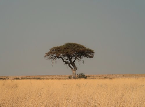 Souvenir du voyage de Fanny, Namibie