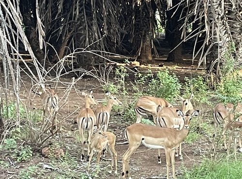 Souvenir du voyage de Michèle, Kenya