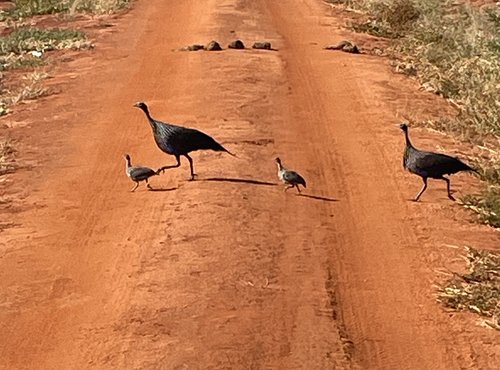 Souvenir du voyage de Michèle, Kenya