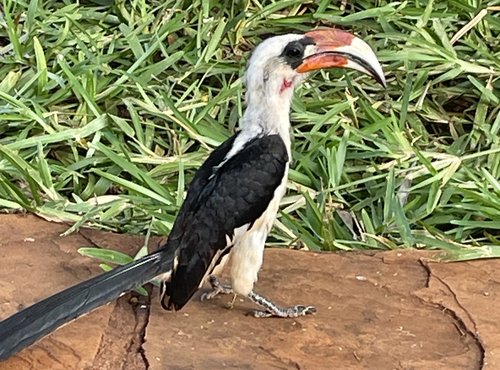 Souvenir du voyage de Michèle, Kenya