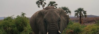Souvenir du voyage de Fanny, Namibie