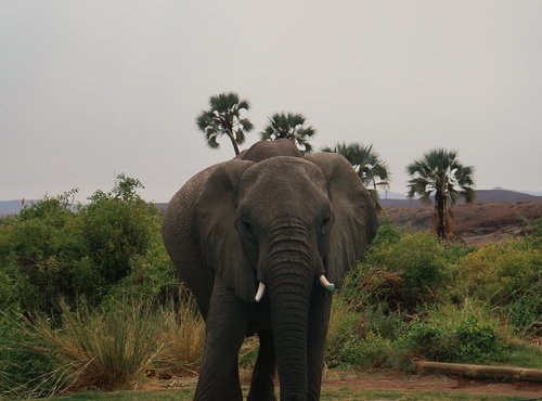 Souvenir du voyage de Fanny, Namibie