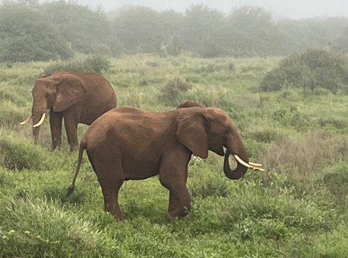 Souvenir du voyage de Claudine, Kenya