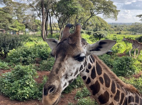 Souvenir du voyage de Claudine, Kenya