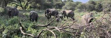 Souvenir du voyage de Gilles, Tanzanie