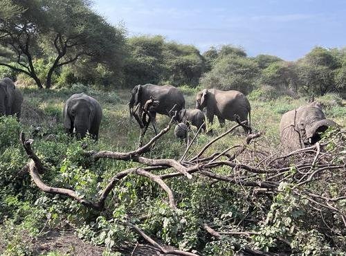 Souvenir du voyage de Gilles, Tanzanie