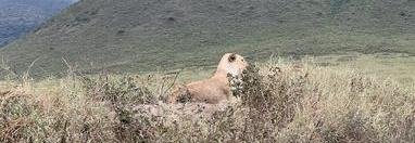 Souvenir du voyage de Gilles, Tanzanie