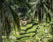 Riziere a Tegallalang en Indonenie