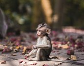 Singe a Bali en Indonésie