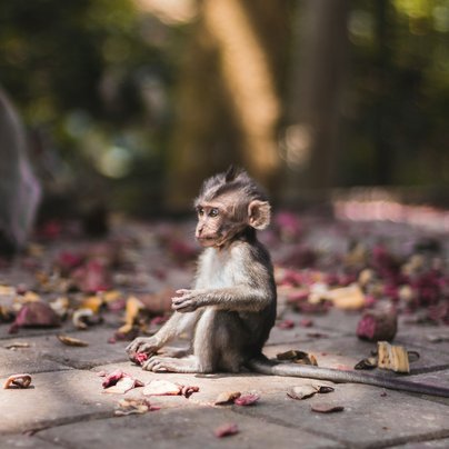 Singe a Bali en Indonésie