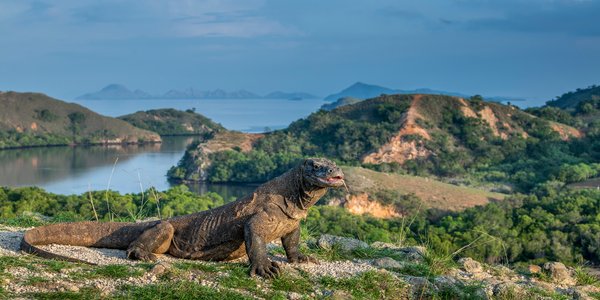 Indonésie Komodo Dragon ile de Rinca