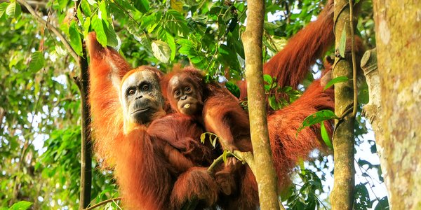Indonésie Sumatra Parc national Gunung Leuser orang outan