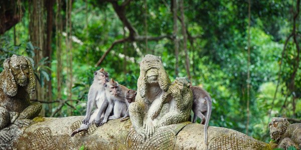 Indonésie Ubud singes