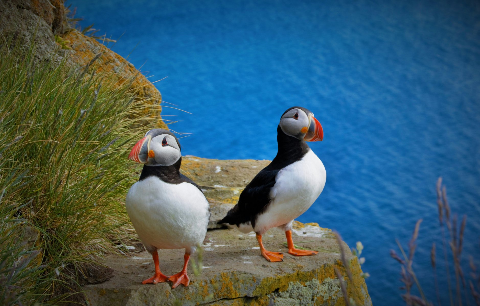 Oiseaux a Latrabjarg en Islande