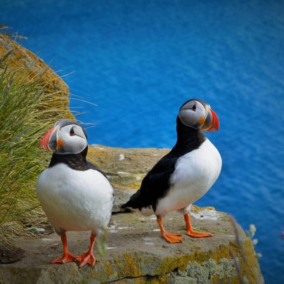 Oiseaux a Latrabjarg en Islande