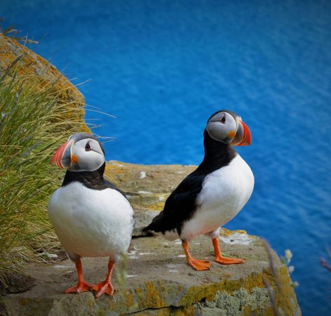 Oiseaux a Latrabjarg en Islande