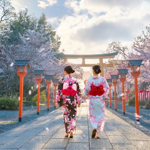 Jeune femme japonaise en robe traditionnelle Yukata se promène au sanctuaire Hirano jinja pendant toute la saison des fleurs de cerisiers